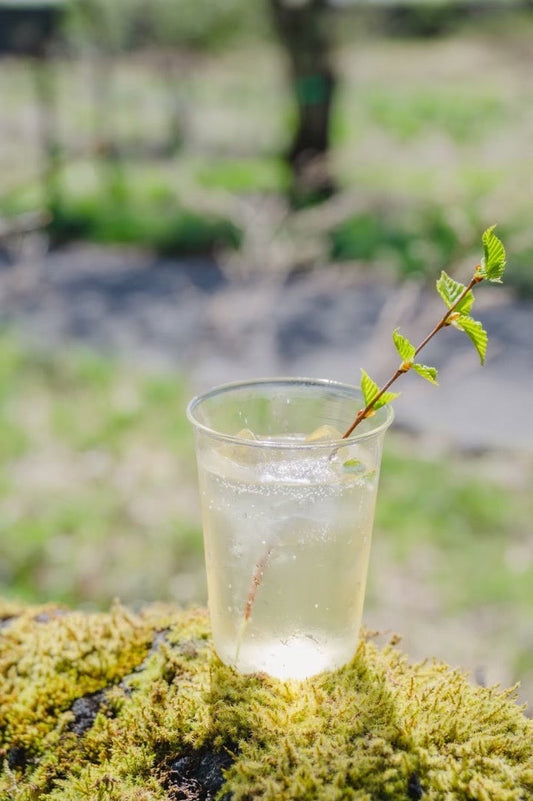 New!! white birch soda in KURUMu