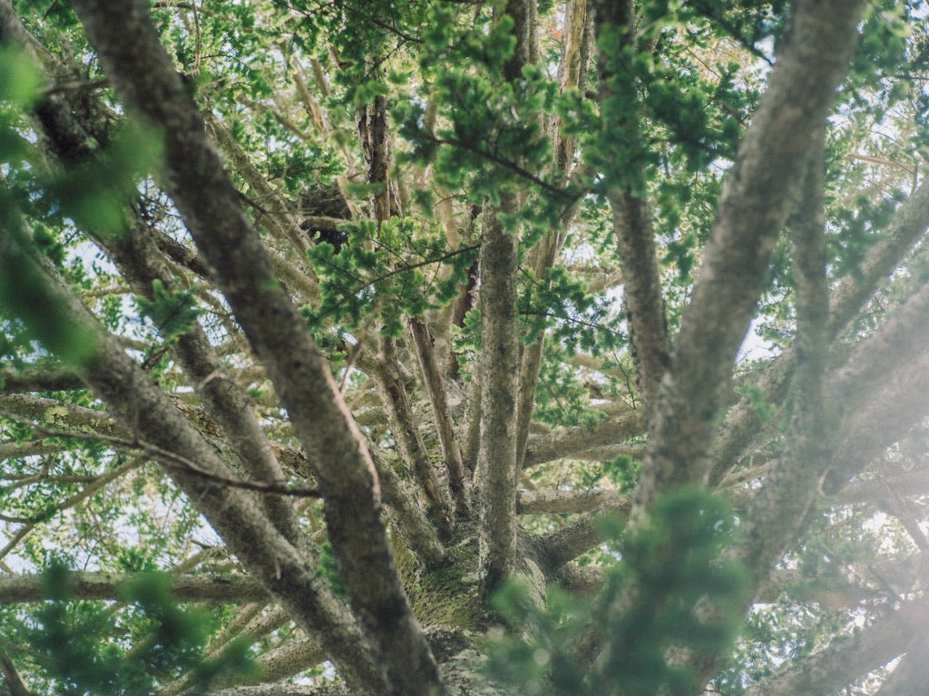 funwari aromatic spray 200ml