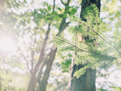 funwari aromatic spray 200ml