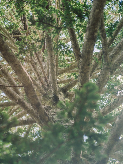 【期間限定販売】aromatic mist - norikura no mori - 30ml